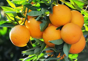Frische Valencia Orange