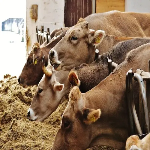 Endonezya en kaliteli hayvan yemi PKE hurma çekirdeği EXPELLER/kek 35% PKE çin'de Haarlem hollanda daha ucuz SOYA fasulyesi