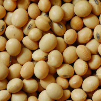 판매를 위한 새로운 작물 간장 콩