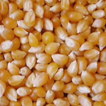 Yellow Corn/Maize for Animal Feed