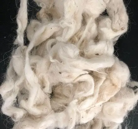 SHEEP WOOL