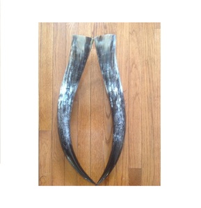 Pièce de corne de paire de buffle et corne et corne noire de meilleure qualité pour une utilisation décorative murale à la maison - Product Image 4