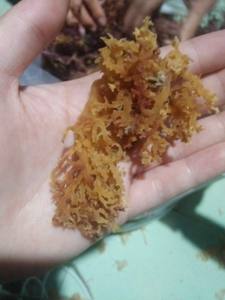 Penjahit Emas Kualitas Terbaik/Seamoss Ungu/Rumput Laut/Rumput Laut Irlandia (Lee Tran: + 84987731263)