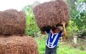 หญ้าเจลลี่อบแห้ง Vilaconic และต้นกำเนิด mesona chinensis ในถุงสำหรับตลาดประเทศไทย + 84905010988 - Product Image 4