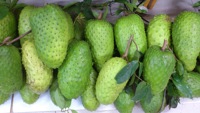 Verse Zuurzak Fruit Graviola Fruit, Pk: 0084 917 476 477