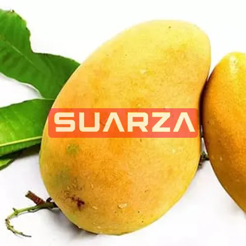 A venda de frutas mangueira frescas de canya para venda/a + qualidade mangoes frescos são fornecidos para todo o mundo em preços razoáveis