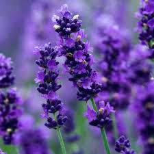 Exportador a granel de aceite esencial de lavanda puro a granel - Product Image 4
