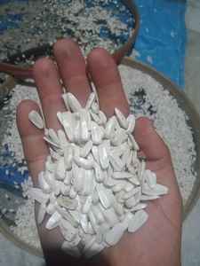 Semillas de Girasol Secas Blancas 100% Puras y Naturales de Egipto - Product Image 2