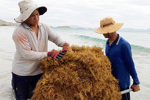 ผงสาหร่าย Sargassum แห้งสำหรับอาหารสัตว์และถุงปุ๋ยบรรจุภัณฑ์ติดต่อ MS Lily + 84 906927736 - Product Image 2