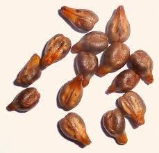 ผู้ให้บริการน้ำมันเมล็ดองุ่น - Product Image 5