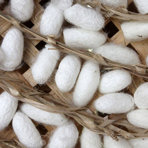 Natural <b>Silkworm</b> Cocoon/ Viet Nam <b>Silkworm</b> Cocoon - Product Image 1