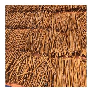 นิ้วขี้เหล็กอบเชยอบเชย Cinnamomum verra เครื่องเทศร้อน2023 Ms. Lily + 84 906 736 927 - Product Image 1