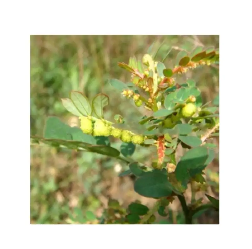 Bhumi עמלה תמצית צמחים Phylianthi Niruri Phyllanthus Emblica פירות תמצית 100% טהור אורגני תמציות