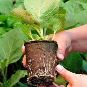 Vente <span class=keywords><strong>en</strong></span> gros plateau de papier de pulpe personnalisé ECO plateaux de <span class=keywords><strong>semis</strong></span> produits verts <span class=keywords><strong>pot</strong></span> de fleur <span class=keywords><strong>en</strong></span> papier - Product Image 5