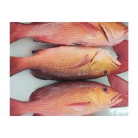 Meilleures ventes : Poisson rouge entier congelé biologique de haute qualité, qualité export