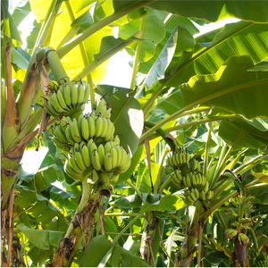 Poudre de banane organique certifié USDA et EU, poudre Fine, 1 pièce, extrait d'herbes Soluble dans l'eau, vente en gros de thaïlande - Product Image 4
