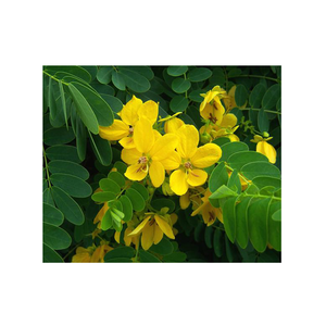 top quality herbal made senna leaves tea bag laxative