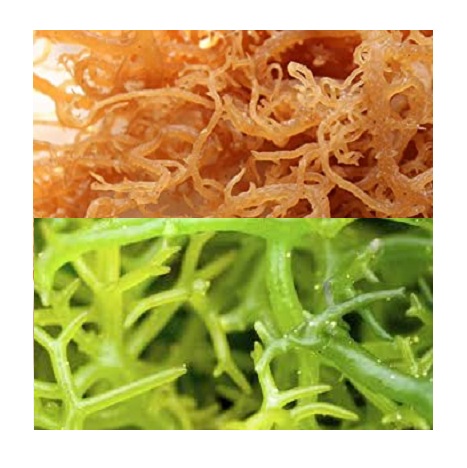 Tinh Khiết Irish Moss Rong Biển-Mặt Trời Khô/Biển Moss Rong Biển Bởi 99 Vàng Dữ Liệu (Lee Trần: + 84987731263)