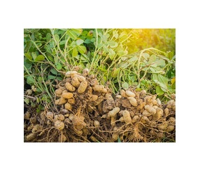 Đậu Phộng (Mặt Đất Đai Ốc) Việt Nam ORGIRIN - Product Image 6