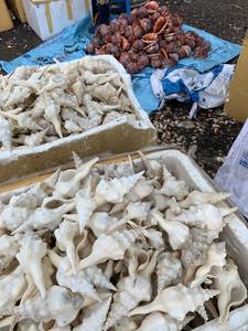 Trompeta - Concha - Conchas Marinas Naturales - Concha para Manualidades Hecha en Vietnam ( [Ws0084587176063] - Product Image 2