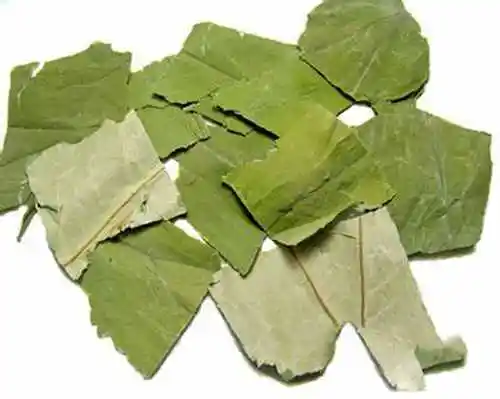 Dried Lotus Leaf Drinking Healthy Tea/ Ms.Jenny: +84 905 926 612