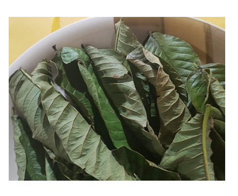 Dried Guava Leaf Best Price from Vietnam