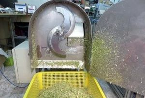 IQF ตะไคร้/ตะไคร้ซอย/ฝานะตะไคร้จากเวียดนาม - Product Image 6