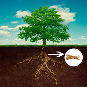 Huile Essentielle de Racine d'Angélique 100% Pure de France Distillée à la Vapeur avec Ingrédient Arbre à Thé - Fabricant en Gros - Product Image 1