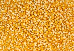 Premium Qualität Gelber Mais Mais Für Tierfutter/Getrocknete Ukraine Nicht GVO Gelber Mais Für den Export