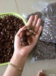 เวียดนาม Malva Nut/Scaphium Macropodum เพื่อการส่งออก-เฮเลน + 84 37 428 8086 - Product Image 5