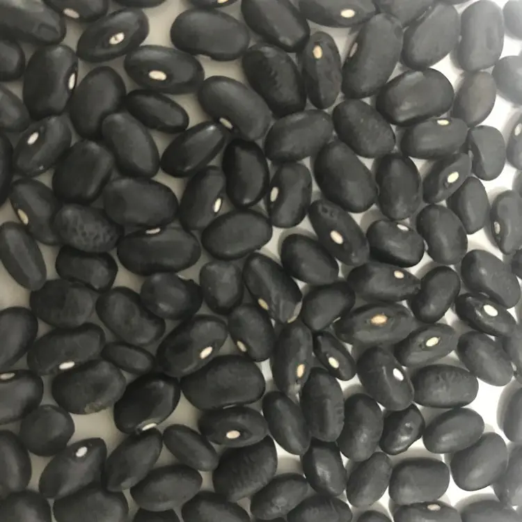 wholesale large number High Quality Organic Black Kidney Beans red kidney beans