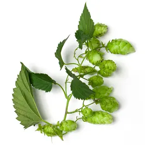 Wholesale Price | Hops Oil | Natural Essential Oil | 100% Pure