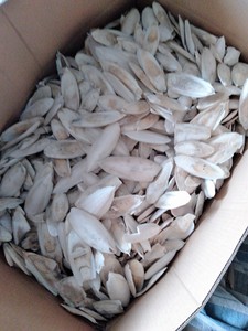 Fournisseurs d'os de seiche - Product Image 4