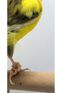 Brazalete Ecológico de Plástico para el Tratamiento de Patas de Canarios - Product Image 2