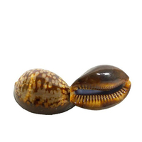 Coquille de cauris brute, coquille de cauris naturelle d'Indonésie