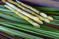 Jus de canne à sucre naturel du Vietnam - Vente en gros, surgelé, sans sucre, 100% pur, fraîchement pressé, en emballage en vrac