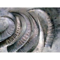 Corne de bœuf de kain blanc, pièces, en vrac, pointe de corne de vache pour articles artisanaux et manche épée, à utiliser pour échantillon gratuit