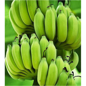 ปริมาณกล้วยคาเวนดิชสดจำนวนมากจากเวียดนาม/วันหยุด84 845 639 639 - Product Image 1