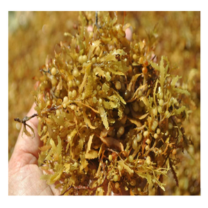 เวียดนามแห้ง Sargassum สาหร่ายใช้สำหรับอาหารสัตว์ติดต่อ WA 0084817092069ได้ราคาที่ดีที่สุด - Product Image 4