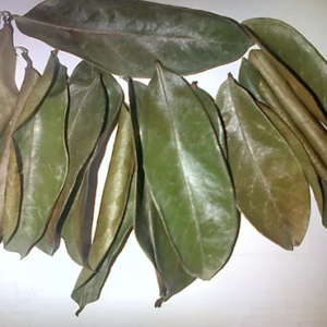 Feuilles de graviola/corossol séchées de haute qualité du Vietnam épices et herbes simples Shyn Tran - Product Image 5