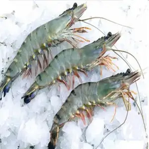 Camarones frescos congelados Vannamei, proveedores de camarones Tigre vivos a la venta