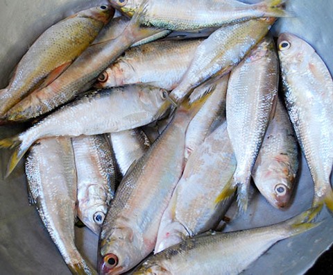 Frozen Dotted Gizzard Shad Fish Sardine From Vietnam Cheap Price