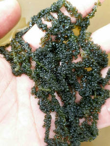 Raisins de mer déshydratés/Latok Ms Sophie - Product Image 6