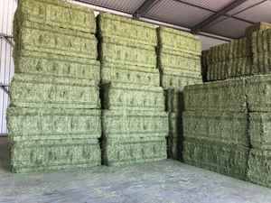 Alfa fai — 1 an d'abonnement, pays arabes et unis, prix spécial uniquement - Product Image 3