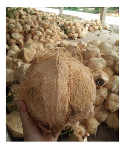 Fournitures/fabricants de noix de coco Semi-husckée, marron frais, nouvelle collection 2020 - Product Image 3