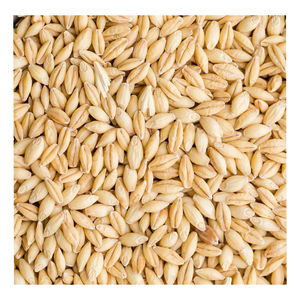 Grano de Cebada de Calidad a Granel, Cebada - Product Image 3