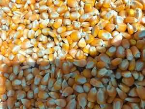 เมล็ดข้าวโพดสีเหลืองออร์แกนิกขายส่งจำนวนมาก 100% ข้าวโพดสุก คุณค่าทางโภชนาการสูง สำหรับสัตว์ อาหารสุกร วัว ม้า ราคาแข่งขันได้ - Product Image 5