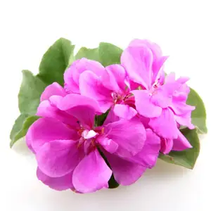 Wholesale OEM 100% Pure Geranium Essential Oil Professionals in Supplying 100% Natural and Organic Flower Extract Oils