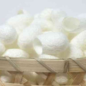 Gusano de seda capullo, temporada - Product Image 1