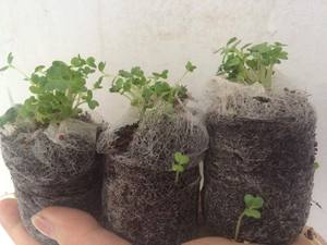 Comprimés organiques de tourbe de coco/coco pour le jardin d'intérieur/extérieur semant Tracy - Product Image 4